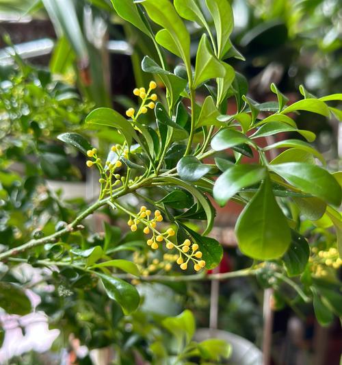 米兰春季的花语代表哪种花？