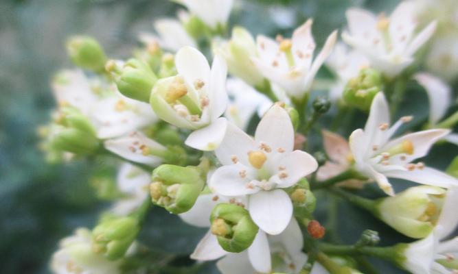 米兰春季的花语代表哪种花？