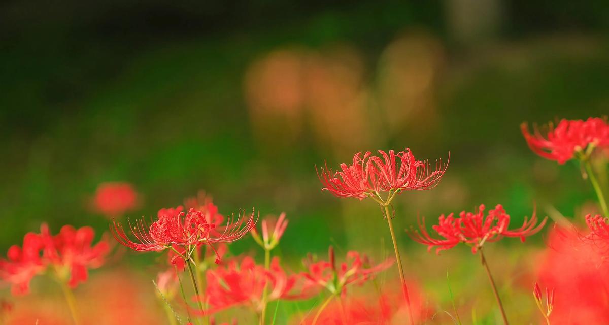 怎么得知自己是什么花的花语？如何通过花语了解自己的性格？