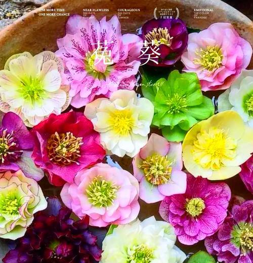 怎么得知自己是什么花的花语？如何通过花语了解自己的性格？