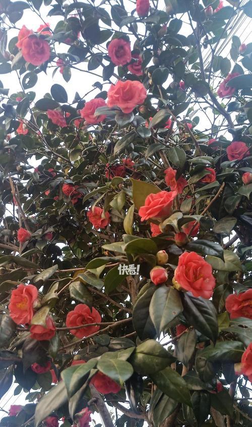 戴山茶花的寓意和花语是什么？山茶花有哪些文化象征？