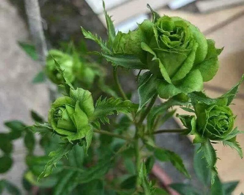 绿色玫瑰花象征的意义是什么？