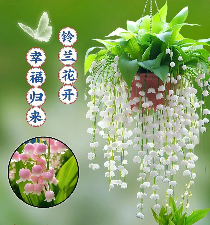 蓝宝石花的寓意是什么？它的花语有哪些？
