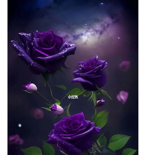 蓝宝石花的寓意是什么？它的花语有哪些？