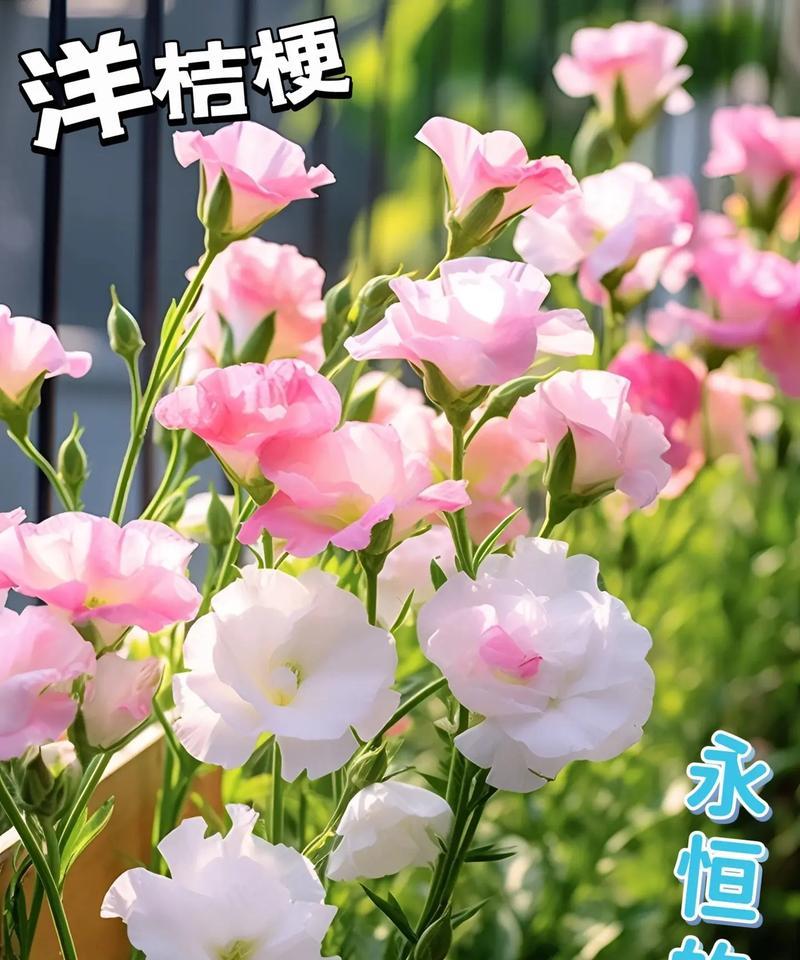 洋桔梗花束30字花语有哪些？如何用简短的花语表达爱意？