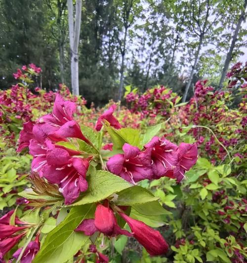 等一分钟的花语含义是什么？为何选择这种花表达情感？