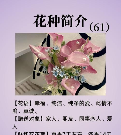 等一分钟的花语含义是什么？为何选择这种花表达情感？