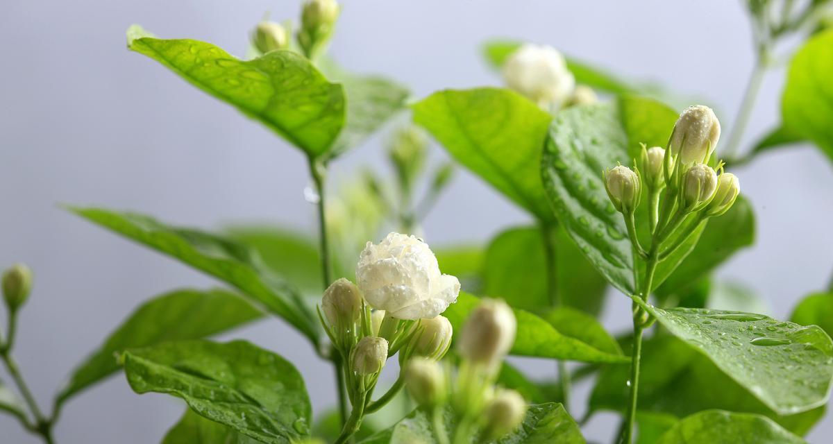 等一分钟的花语含义是什么？为何选择这种花表达情感？