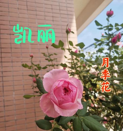 月季凯丽的花语代表了什么？