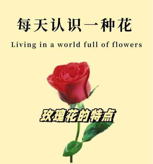 生日时玫瑰花的寓意有哪些？