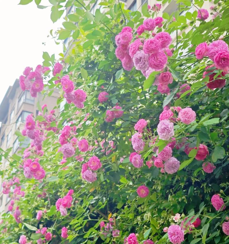 茶米花的花语代表什么？茶米花在花语中象征着什么？