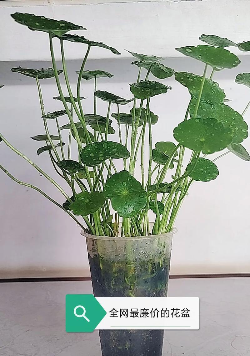 茶米花的花语代表什么？茶米花在花语中象征着什么？