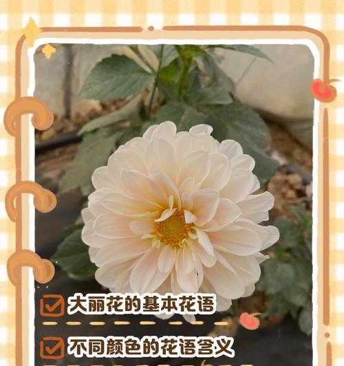 白色大丽花的花语寓意是什么？
