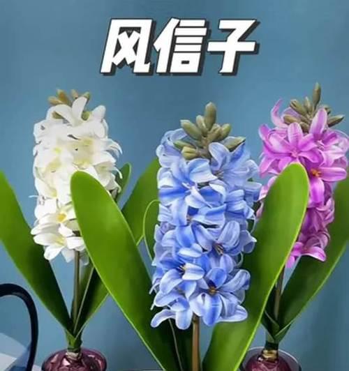 第七束风信子的花语有何特别之处？
