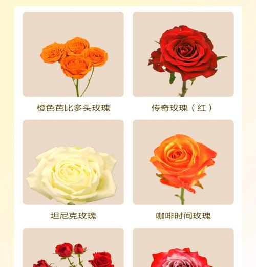朵拉里玫瑰的花语有何含义？