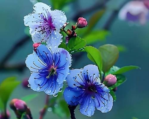 白花枝的花语代表什么？