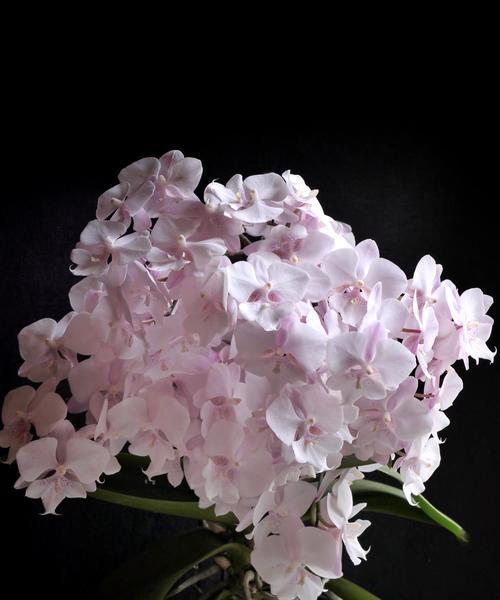 白花枝的花语代表什么？