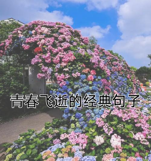 青春离别的花语是什么？青春离别的花语含义是什么？