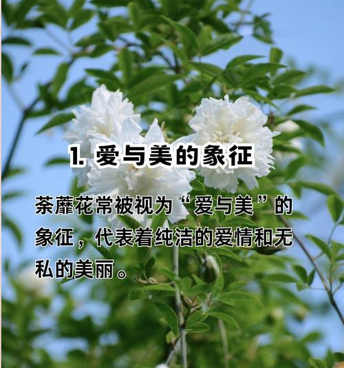 青春离别的花语是什么？青春离别的花语含义是什么？