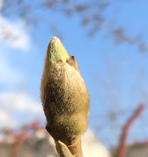 新花语中哪些动物的象征意义？