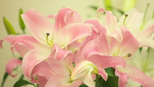 百合拼成的花语代表什么？百合拼成花语有何深意？