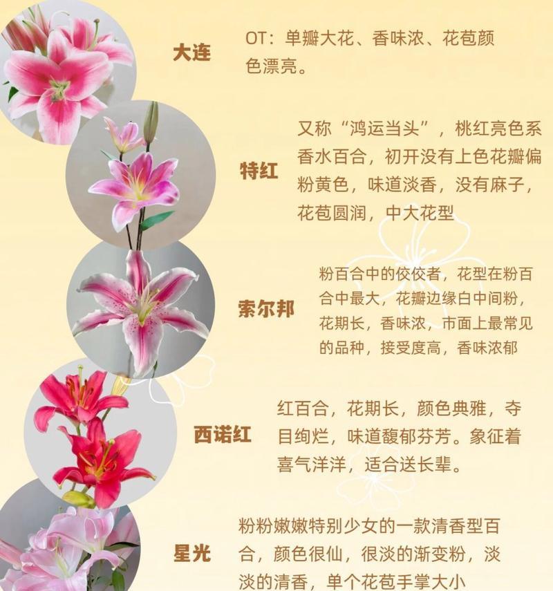 百合拼成的花语代表什么？百合拼成花语有何深意？