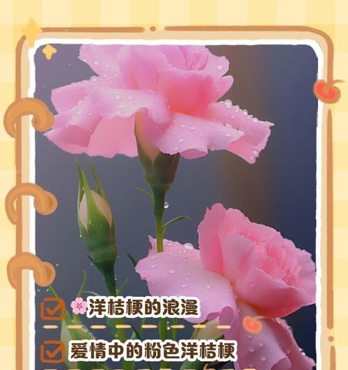 粉玫瑰和洋桔梗组合的花语含义是什么？