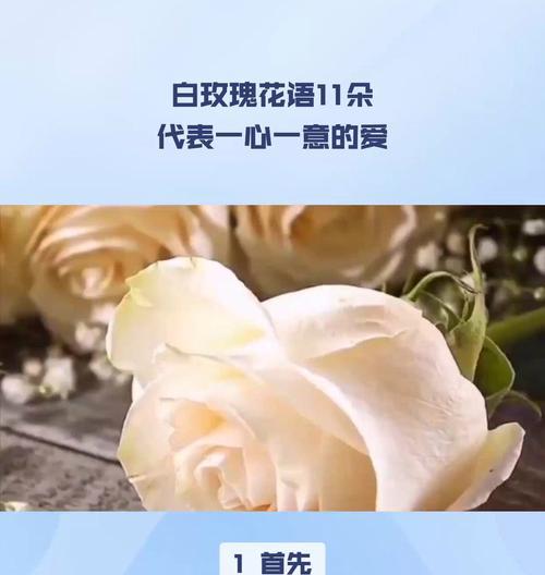 高端白玫瑰的花语有何深意？它通常用来表达什么？