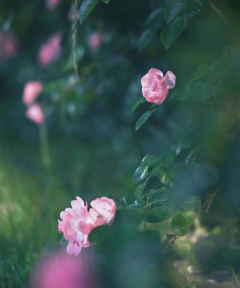 柑橘蔷薇的花语有何含义？它在花语中代表什么？