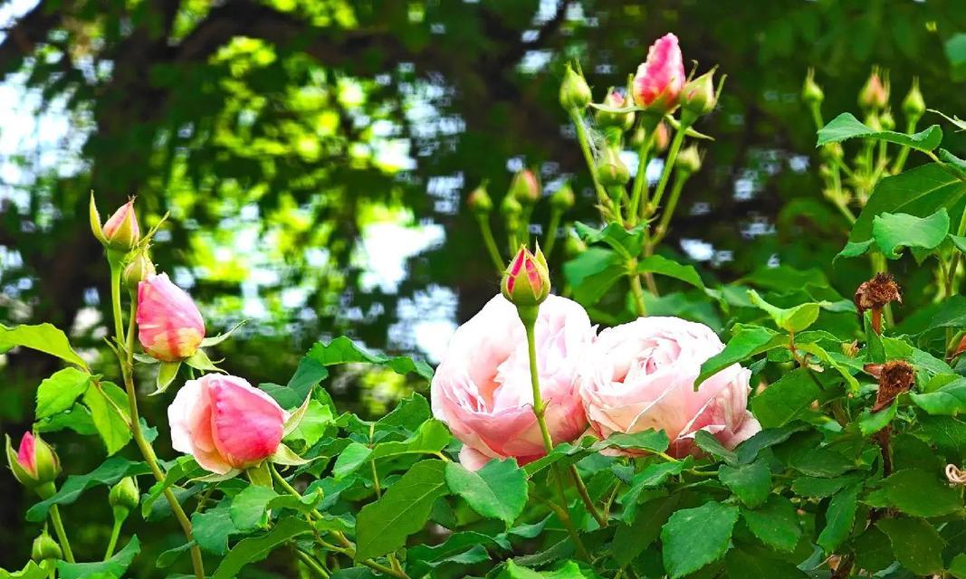 柑橘蔷薇的花语有何含义？它在花语中代表什么？