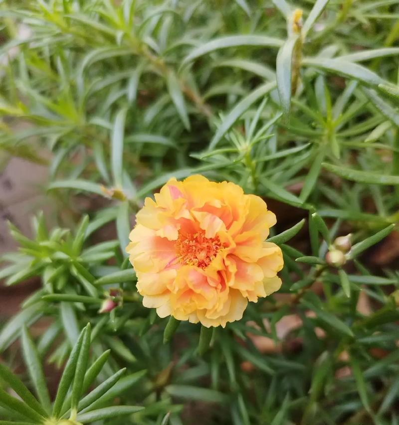 太阳花花语是什么意思？它代表了哪些美好寓意？