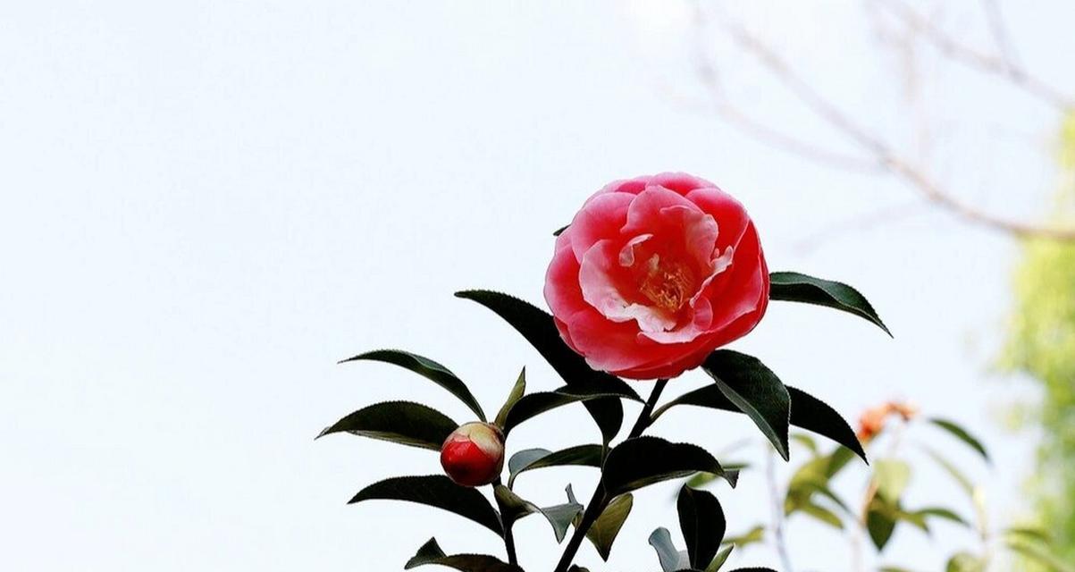 哪种花的花语象征自由洒脱？