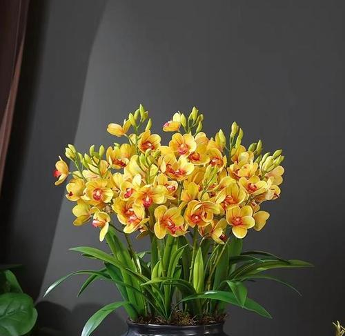 麦当劳品牌花语寓意有何特别之处？