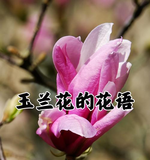 盒里栽花代表什么？花语和寓意有何深意？