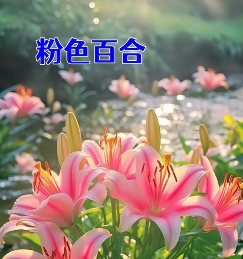 盒里栽花代表什么？花语和寓意有何深意？