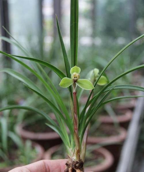 春兰万字花形的花语有何寓意？