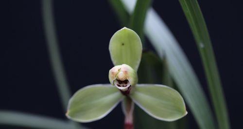 春兰万字花形的花语有何寓意？