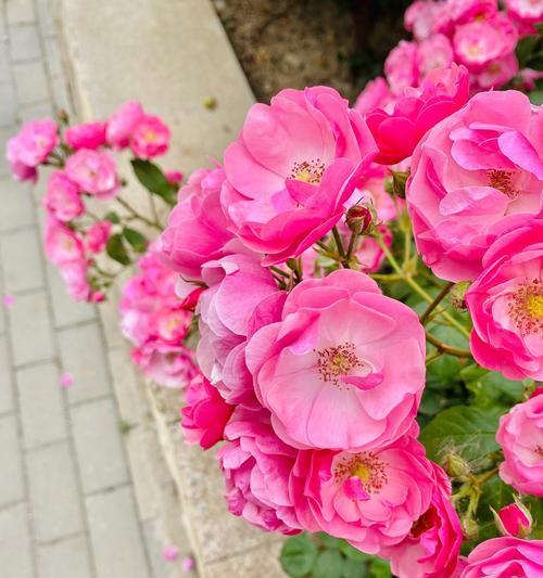 红果子嘉禾花语是什么意思啊？红果子嘉禾在花语中象征了什么？