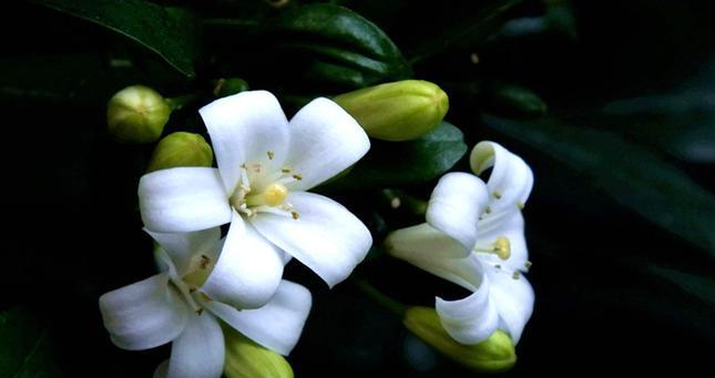 九里香的花语有何含义？它象征着什么？