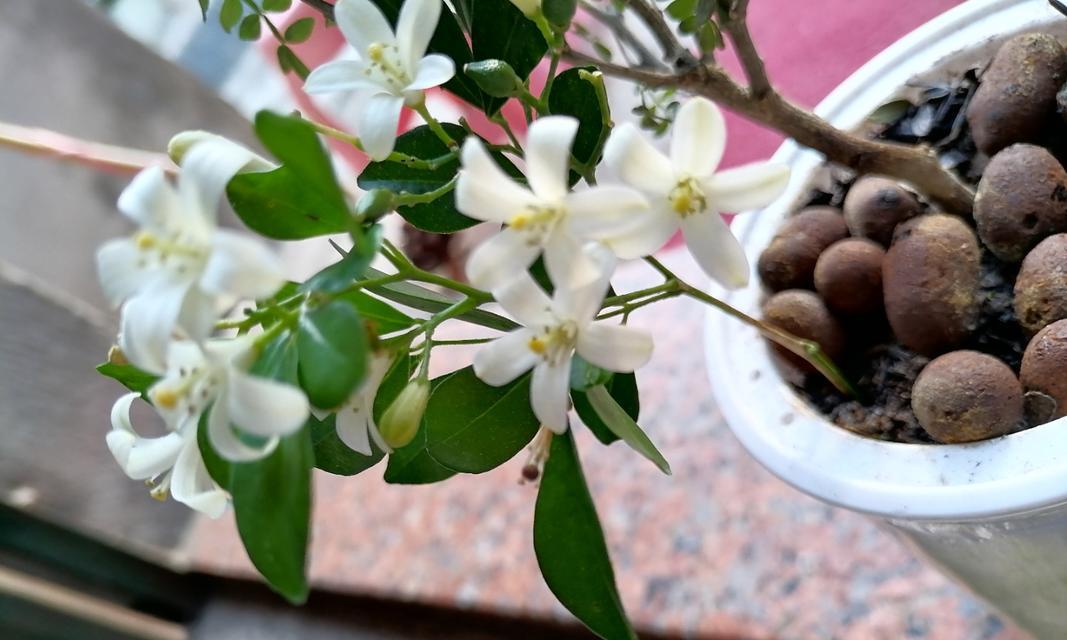 九里香的花语有何含义？它象征着什么？