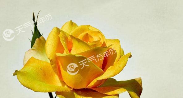 六一简单花语对应的生肖是什么？它有何含义？