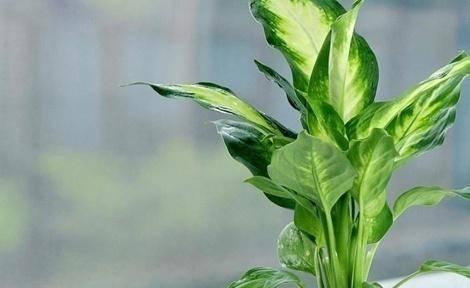 六一简单花语对应的生肖是什么？它有何含义？