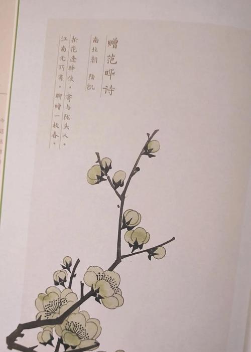 故事的开始用什么花语表达？它有何深层含义？