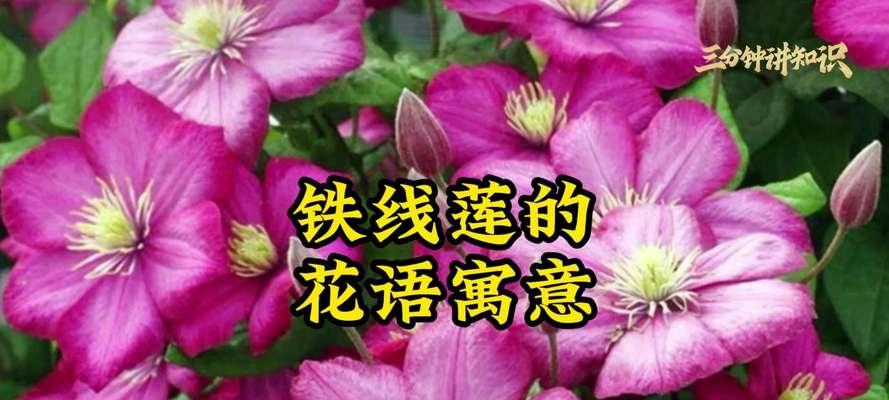 花开正艳时的花语有何寓意？