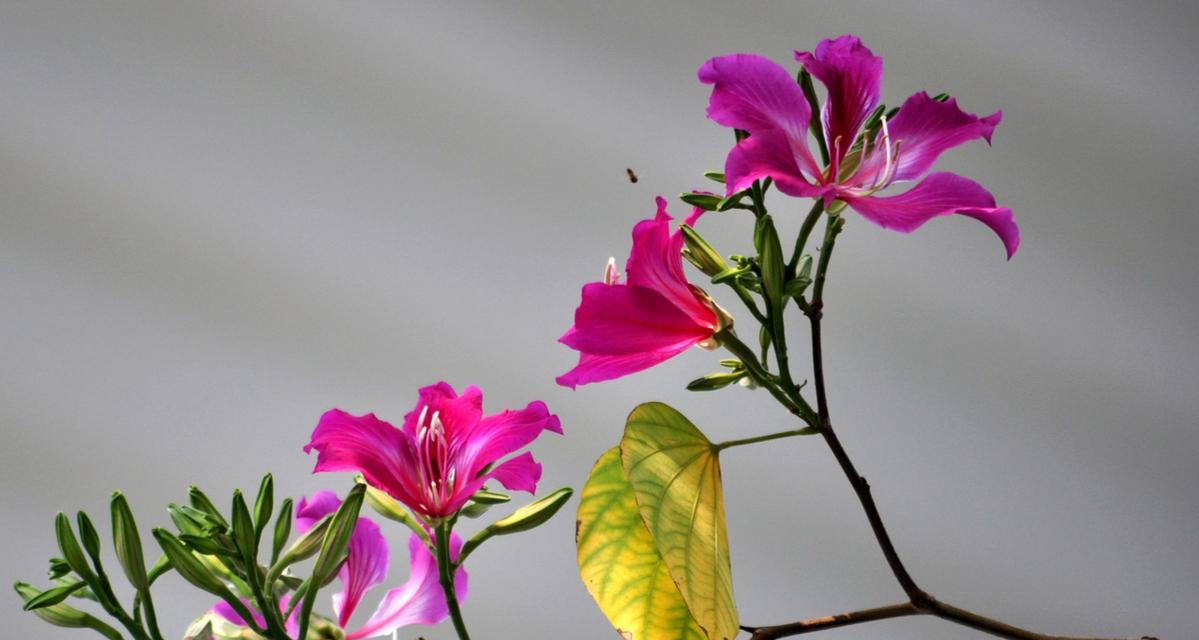 花开正艳时的花语有何寓意？