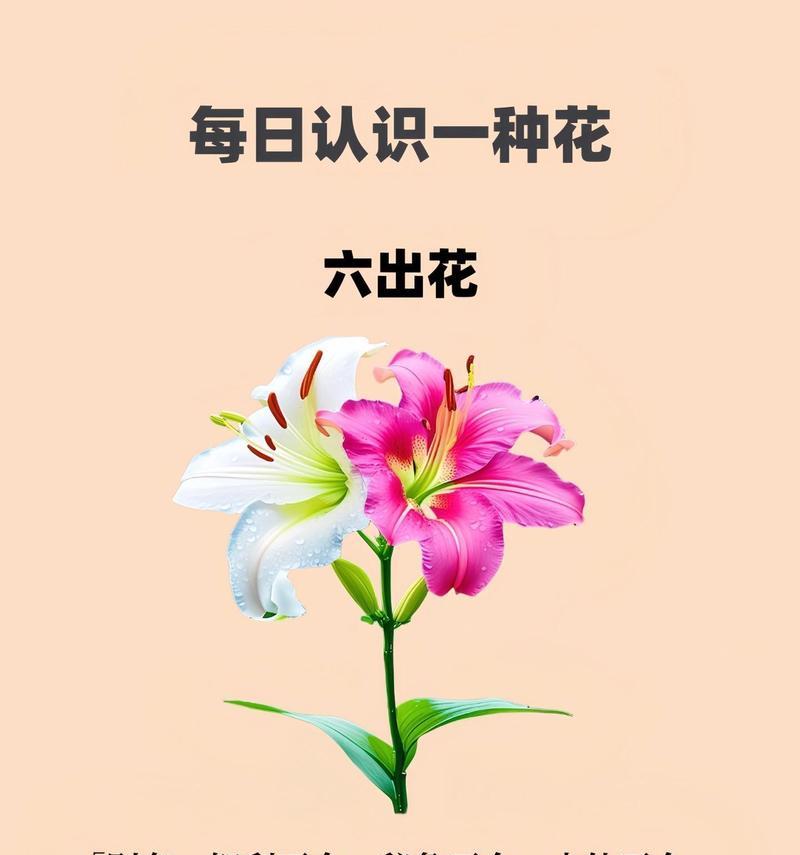 花开正艳时的花语有何寓意？