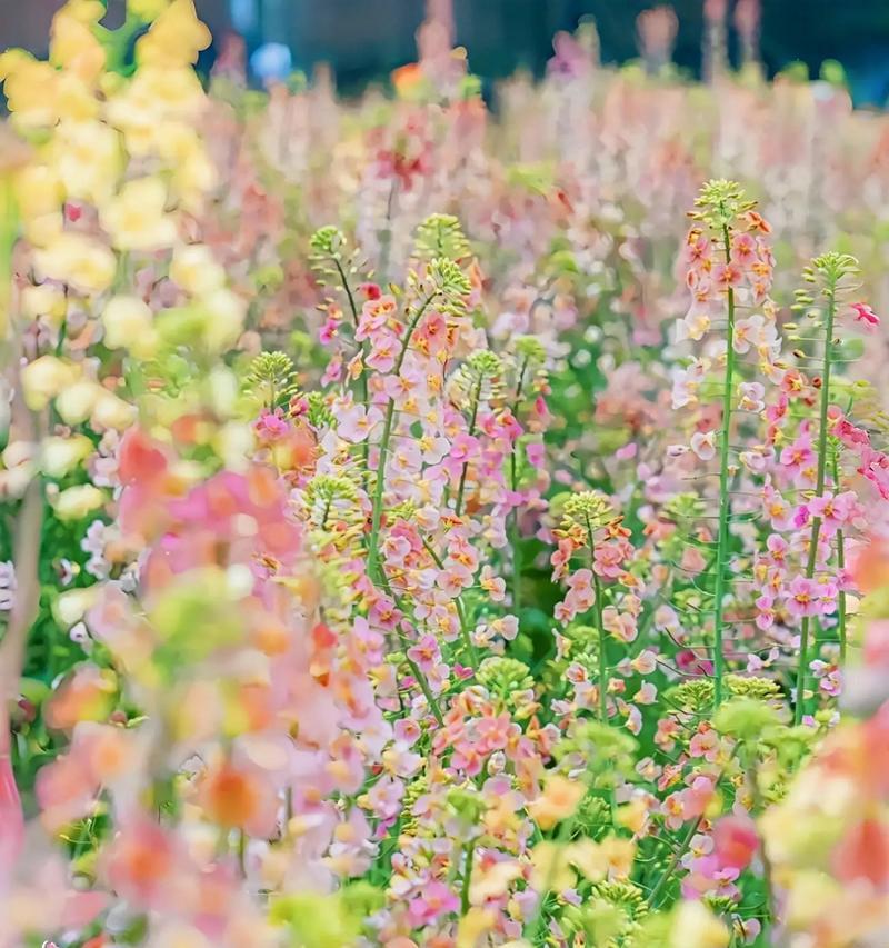 麻花和油菜花的花语分别是什么？它们有何寓意？