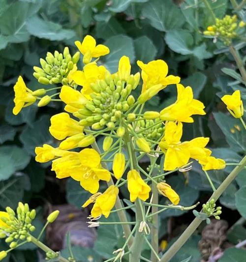 麻花和油菜花的花语分别是什么？它们有何寓意？