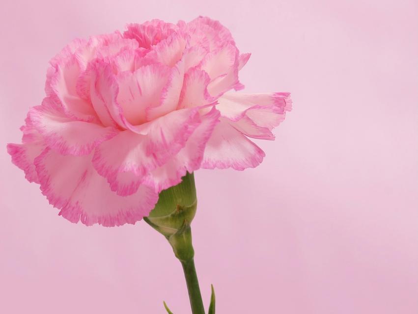 康乃馨送给长辈有何深意？它的花语表达了哪些祝福？