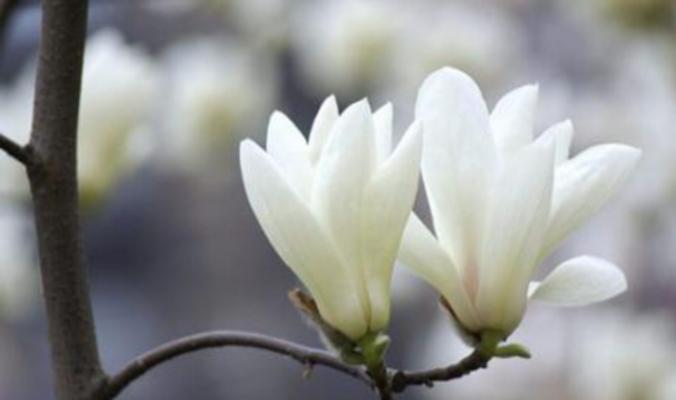 精力充沛象征的花语有哪些？寓意是什么？